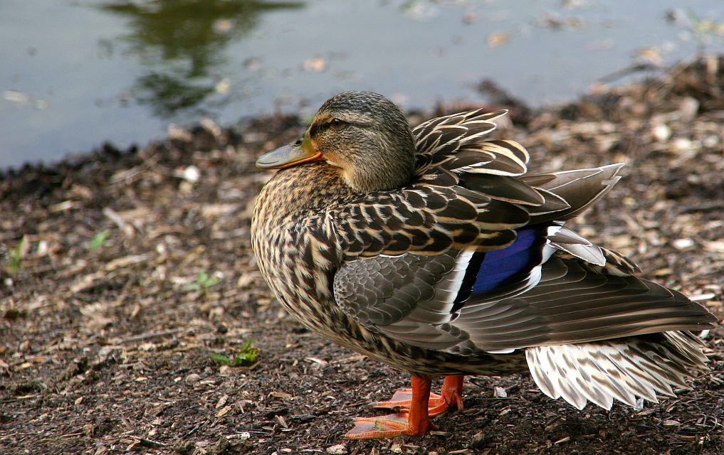 photo "Spring Winds" tags: nature, wild animals