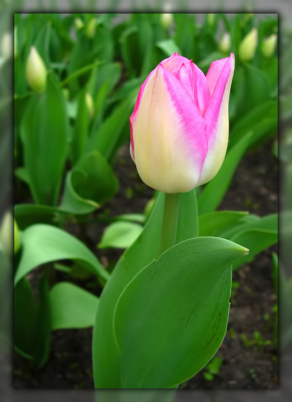 photo "Flower" tags: nature, macro and close-up, flowers