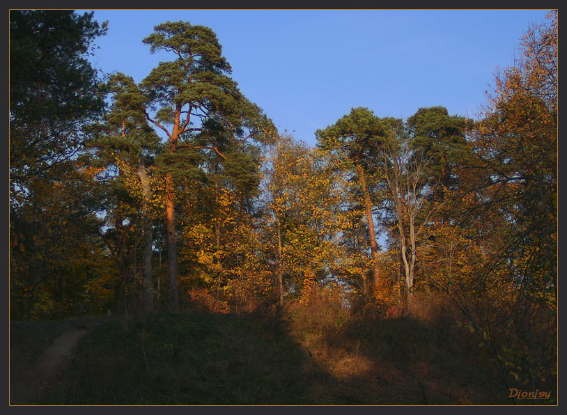 фото "Лесной свет" метки: пейзаж, лес