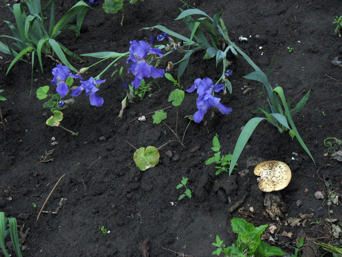 photo "Mushroom at a flower-bed" tags: nature, genre, flowers