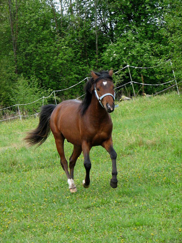 photo "Junetime's Elf Prince" tags: landscape, nature, pets/farm animals, summer