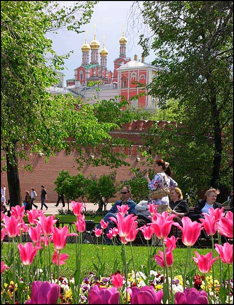 photo "tulips" tags: travel, Europe
