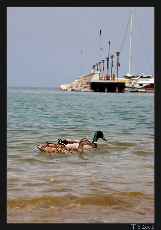photo "***" tags: landscape, nature, pets/farm animals, water