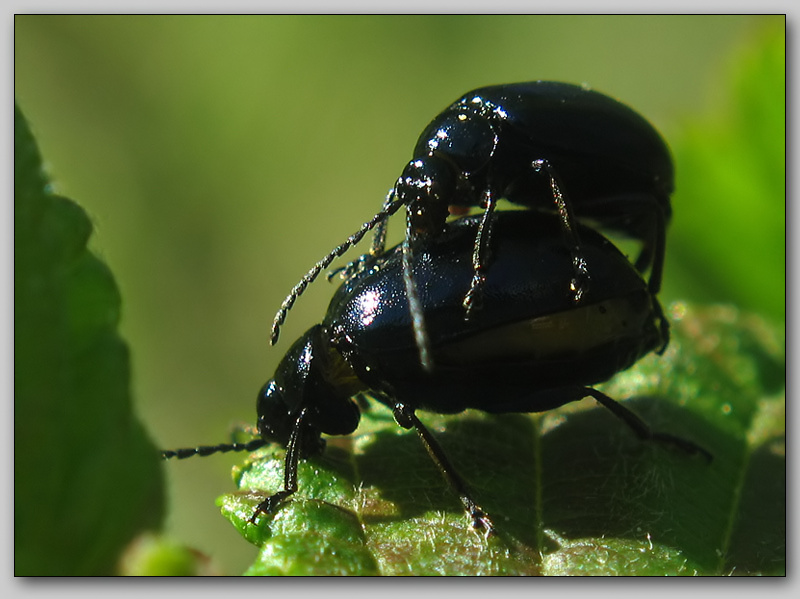 photo "~Bugs 2~" tags: nature, macro and close-up, insect