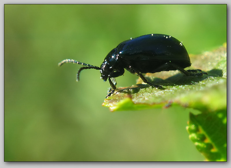 photo "~Bugs 3~" tags: nature, macro and close-up, insect