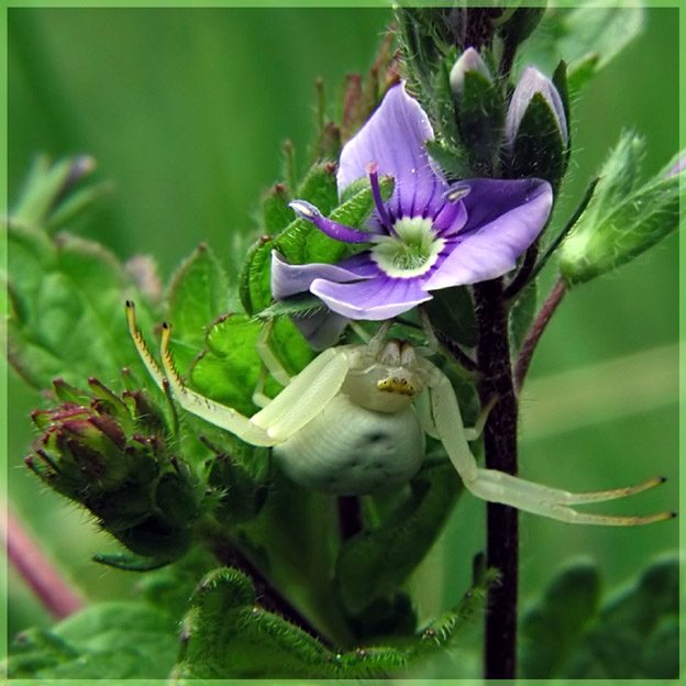 photo "Flower and monster" tags: nature, insect