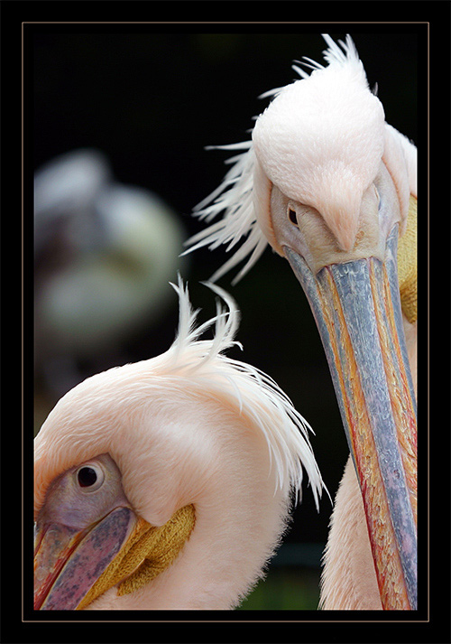 фото "Hallo!" метки: природа, дикие животные