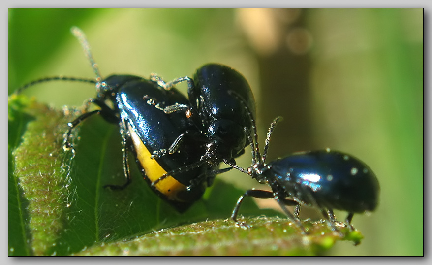 фото "~Жучки 4~" метки: природа, макро и крупный план, насекомое