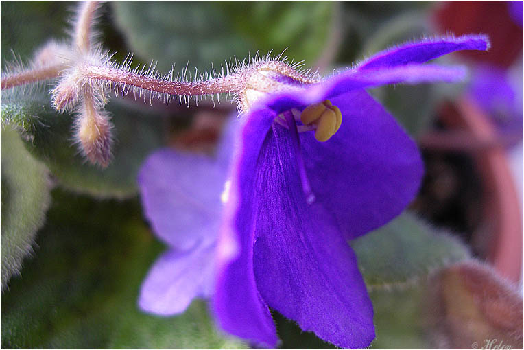 photo "***" tags: macro and close-up, 