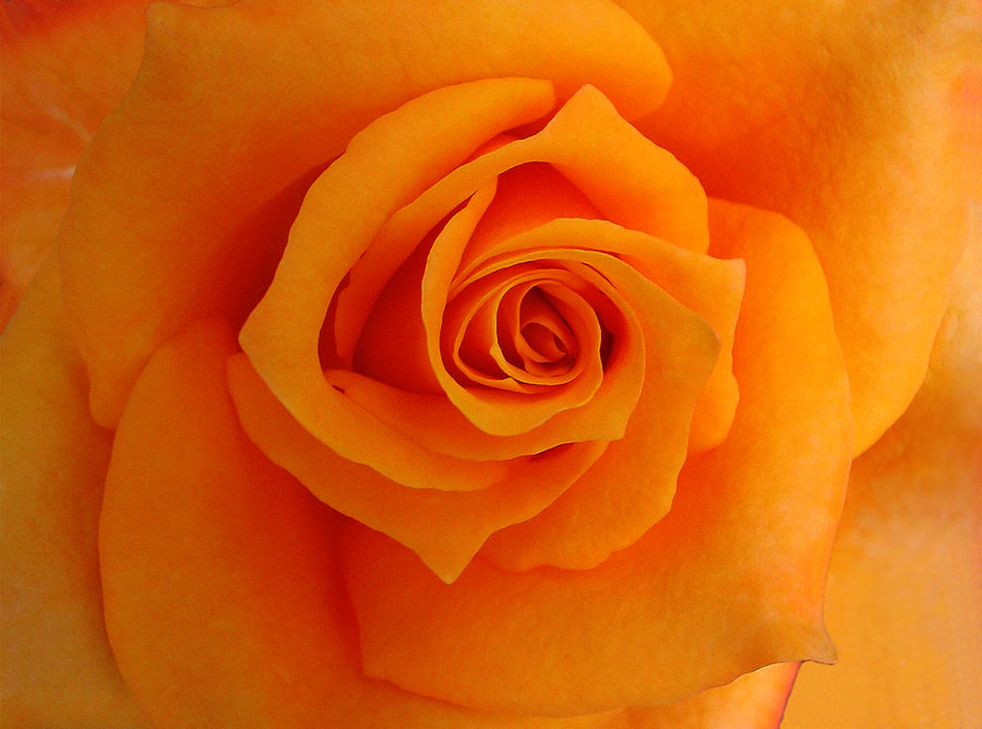 photo "Rose #3" tags: , 