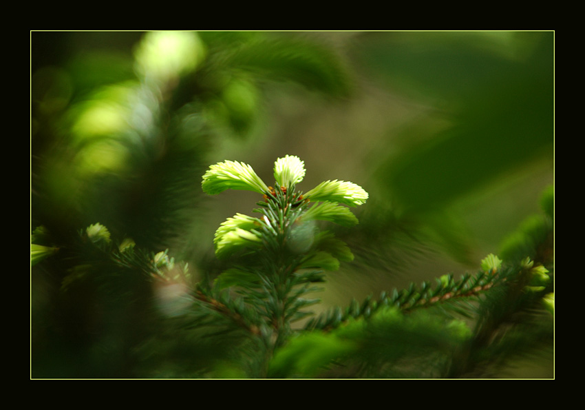 photo "A Giant is Born" tags: nature, macro and close-up, flowers