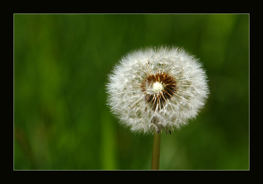 фото "Fragile Beauty..." метки: макро и крупный план, природа, цветы