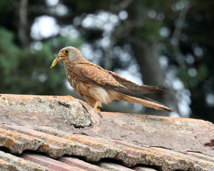 photo "Falcon" tags: nature, travel, Asia, wild animals