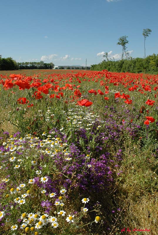 photo "papaveri" tags: nature, flowers