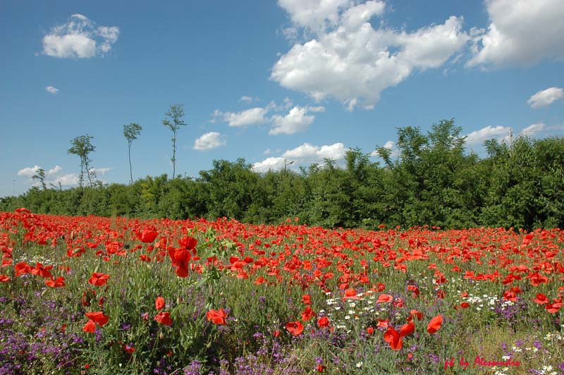 photo "papaveri" tags: nature, flowers