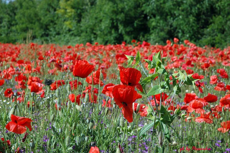 photo "papaveri" tags: nature, flowers