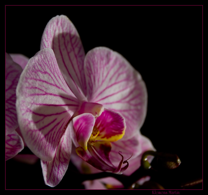 photo "Orchid" tags: nature, macro and close-up, flowers