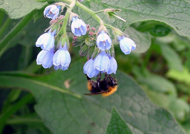 photo "fluffy bee in blue//пухнастый шмелик и голубая нежность" tags: nature, flowers, insect