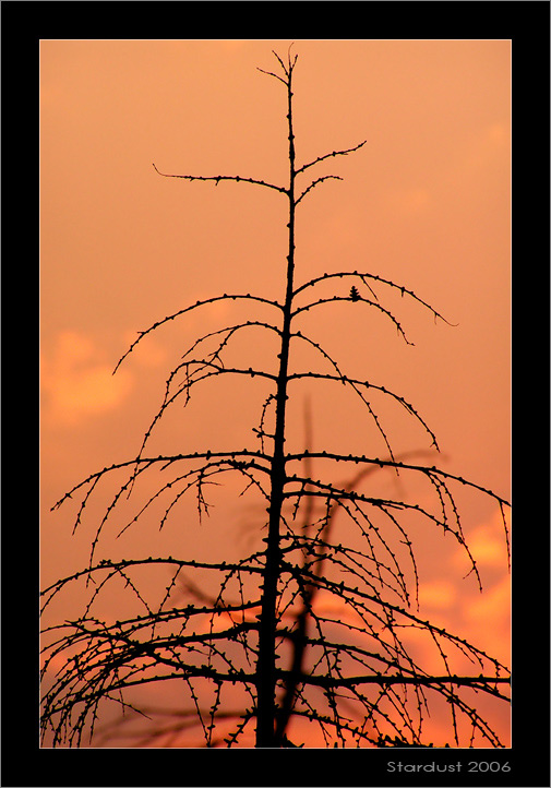 photo "Про маленькую шишечку" tags: landscape, forest, sunset