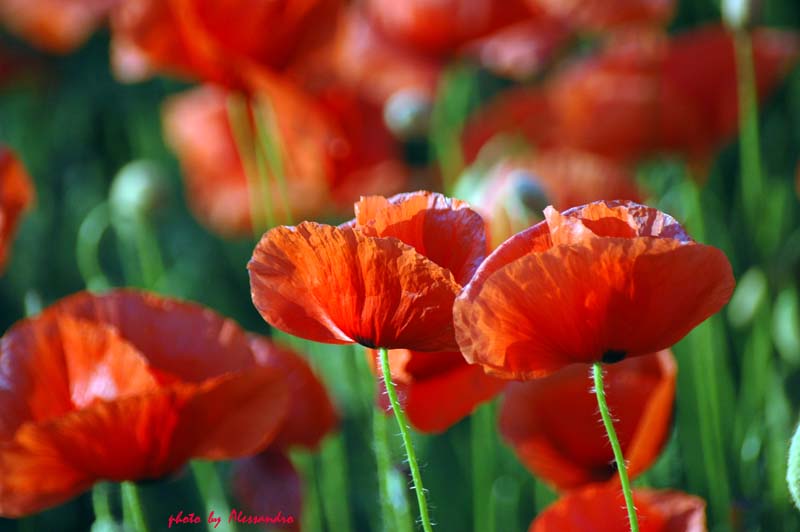 photo "papaveri" tags: nature, flowers