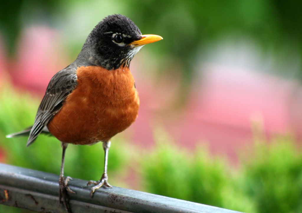 photo "Get Away From My Nest, Woman!" tags: nature, wild animals