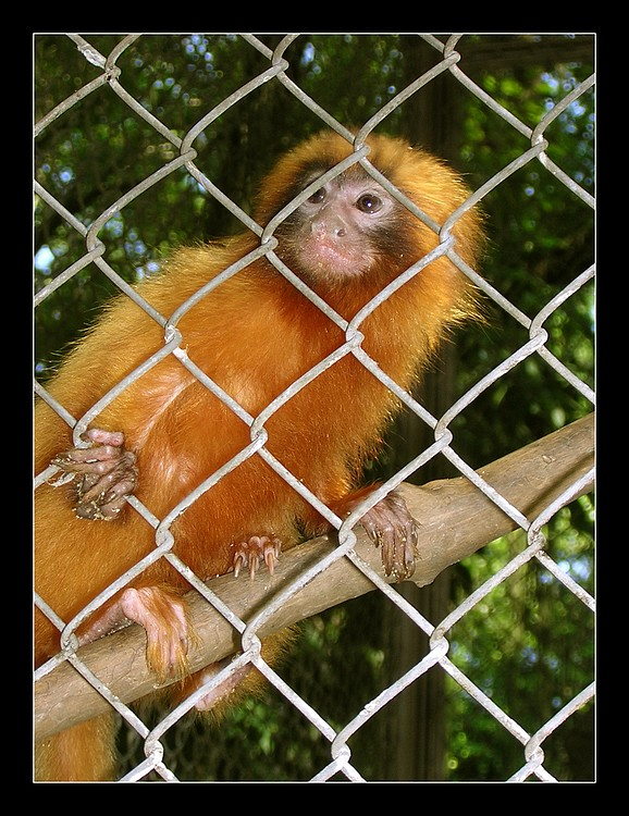 фото "Golden Monkey" метки: природа, дикие животные