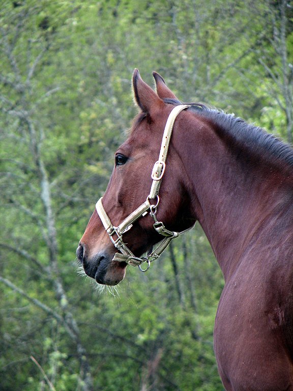 photo "Portrait" tags: portrait, nature, pets/farm animals