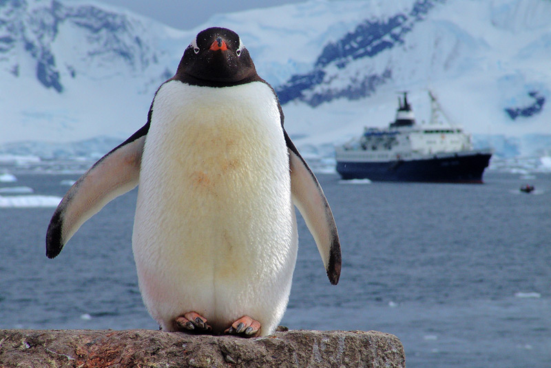 photo "Antarctica" tags: nature, travel, wild animals