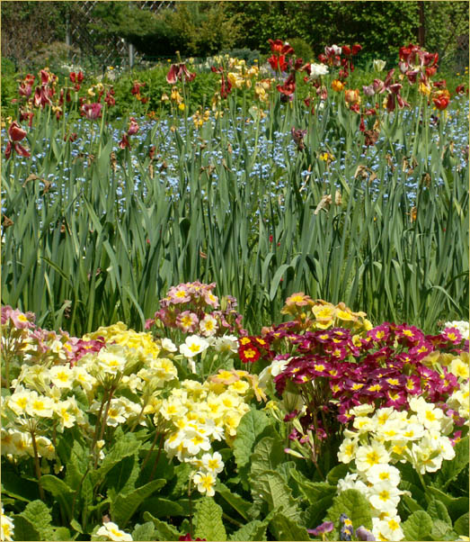 фото "Ириновый сад" метки: природа, пейзаж, весна, цветы