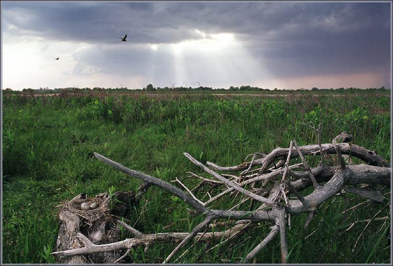 photo "The dropped nest" tags: landscape, nature, clouds, wild animals