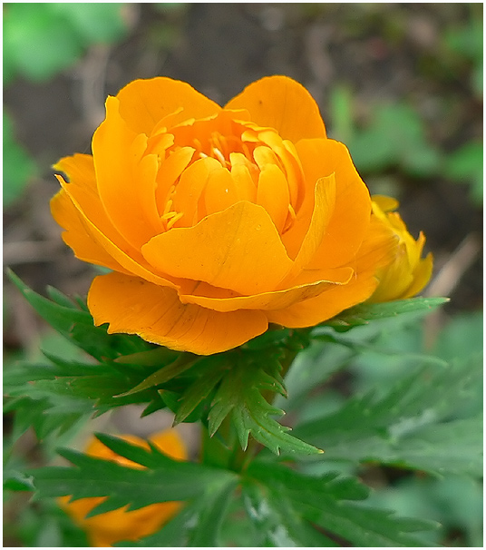 photo "A small fire" tags: nature, macro and close-up, flowers