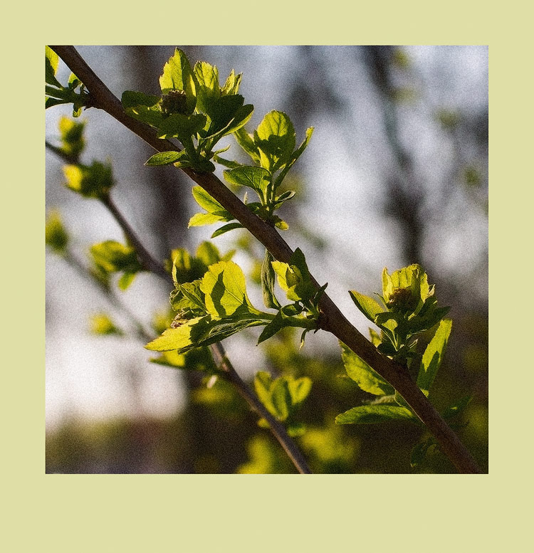 photo "***" tags: nature, flowers