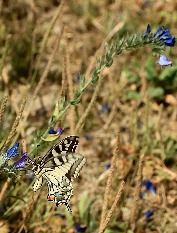 photo "BB - Beautiful butterfly" tags: nature, insect