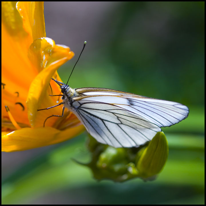 photo "The butterfly" tags: nature, macro and close-up, insect