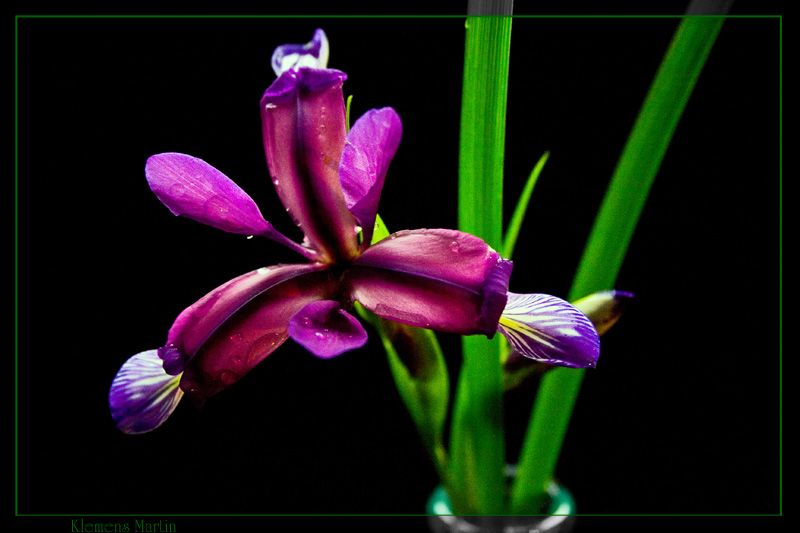 photo "***" tags: nature, macro and close-up, flowers