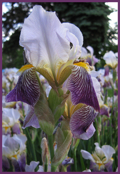 photo "flower" tags: nature, flowers