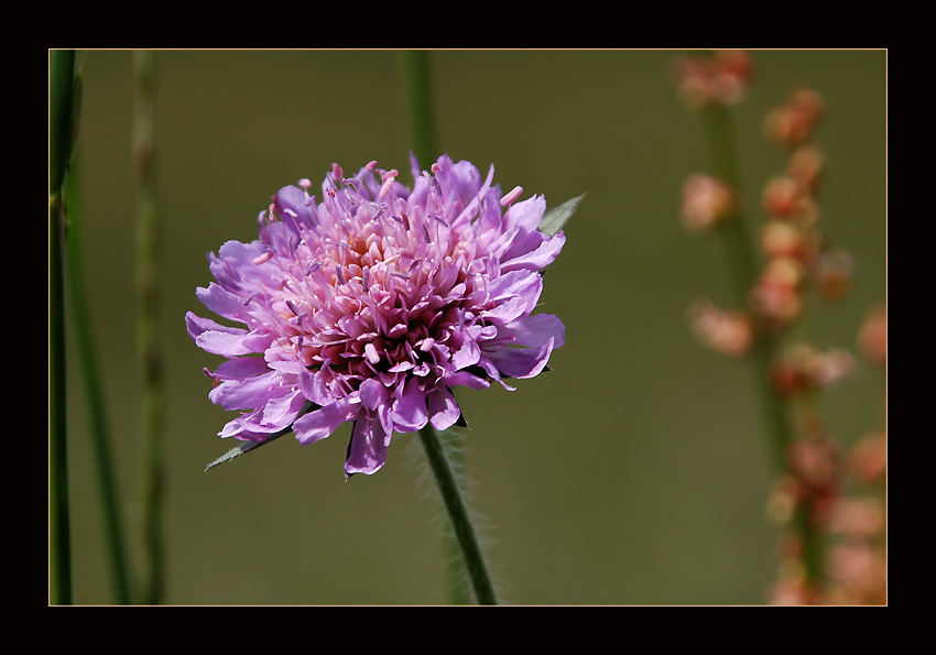 photo "Nude Beauty" tags: nature, macro and close-up, flowers