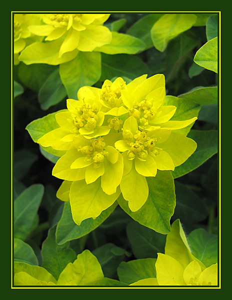 photo "**~**" tags: nature, macro and close-up, flowers