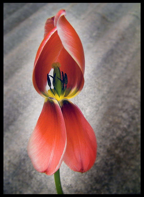 photo "Holland-Russia" tags: nature, macro and close-up, flowers