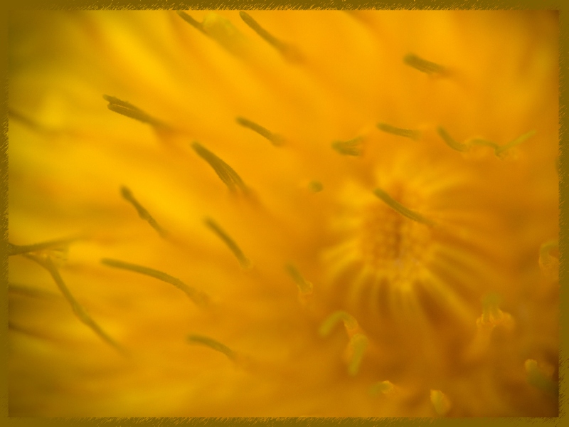 photo "***" tags: nature, macro and close-up, flowers