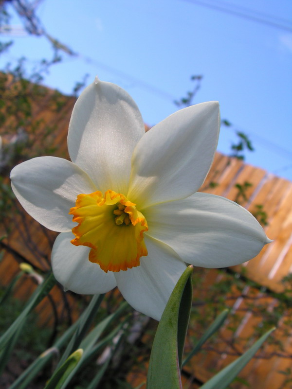 photo "handsome narcissus" tags: nature, macro and close-up, flowers