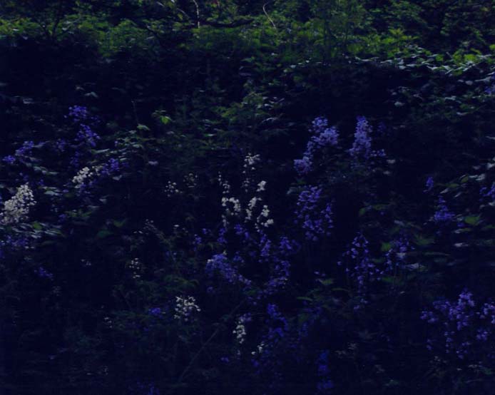 photo "" Bluebell Bank "" tags: landscape, nature, flowers, night