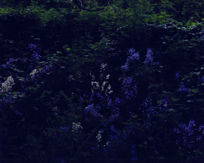photo "" Bluebell Bank "" tags: landscape, nature, flowers, night