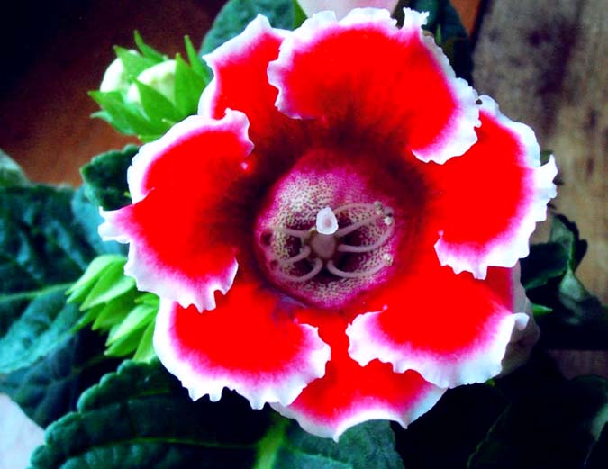 photo "" Gloxinia "" tags: macro and close-up, nature, flowers