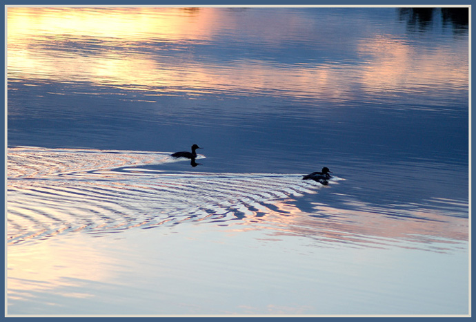 photo "Ducks in the night" tags: landscape, sunset, water