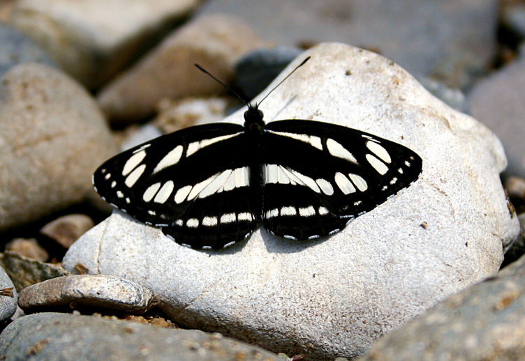 photo "***" tags: nature, insect