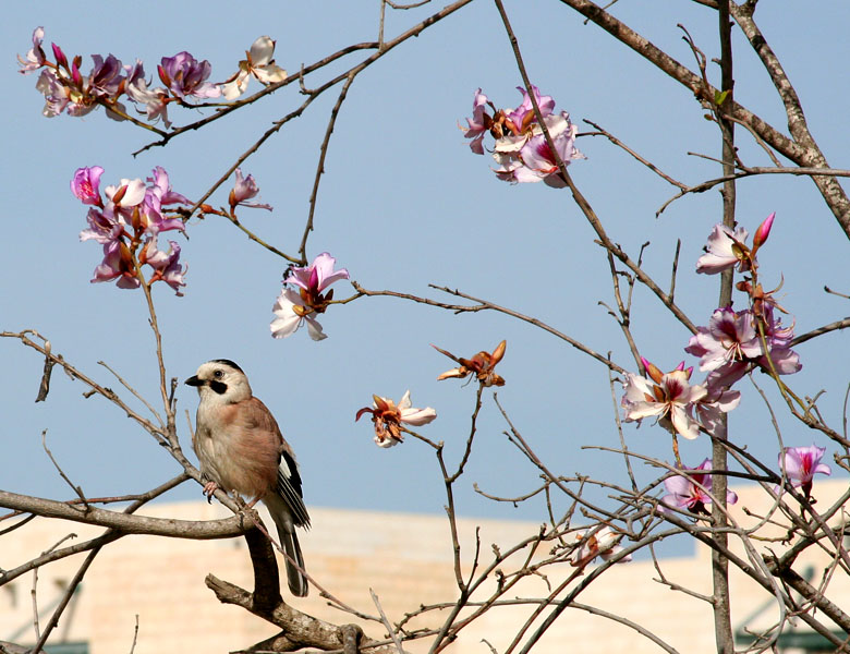 photo "Spring, tree in blossom, little bird" tags: nature, landscape, spring