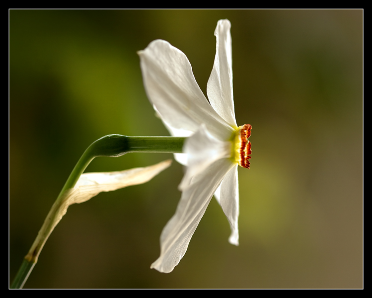 photo "***" tags: macro and close-up, nature, flowers