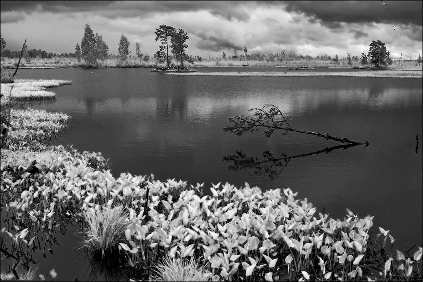 фото "Псевдо IR картинка про болото" метки: пейзаж, вода, лето