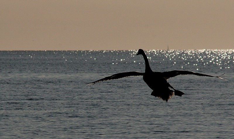 photo "Swan" tags: nature, wild animals